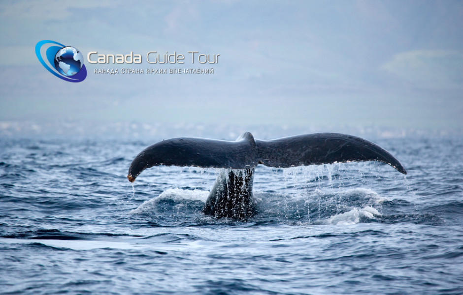 Туры и экскурсия на китов