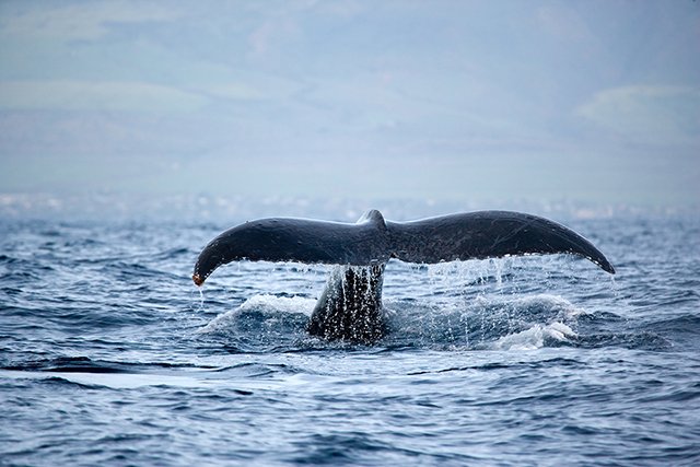Тур на смотр китов