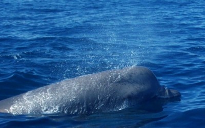 13 видов китов в реке Св. Лаврентия