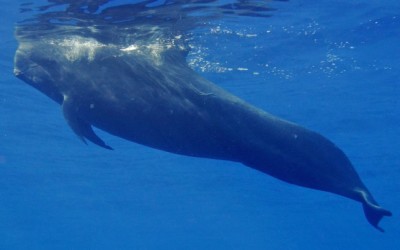 13 видов китов в реке Св. Лаврентия