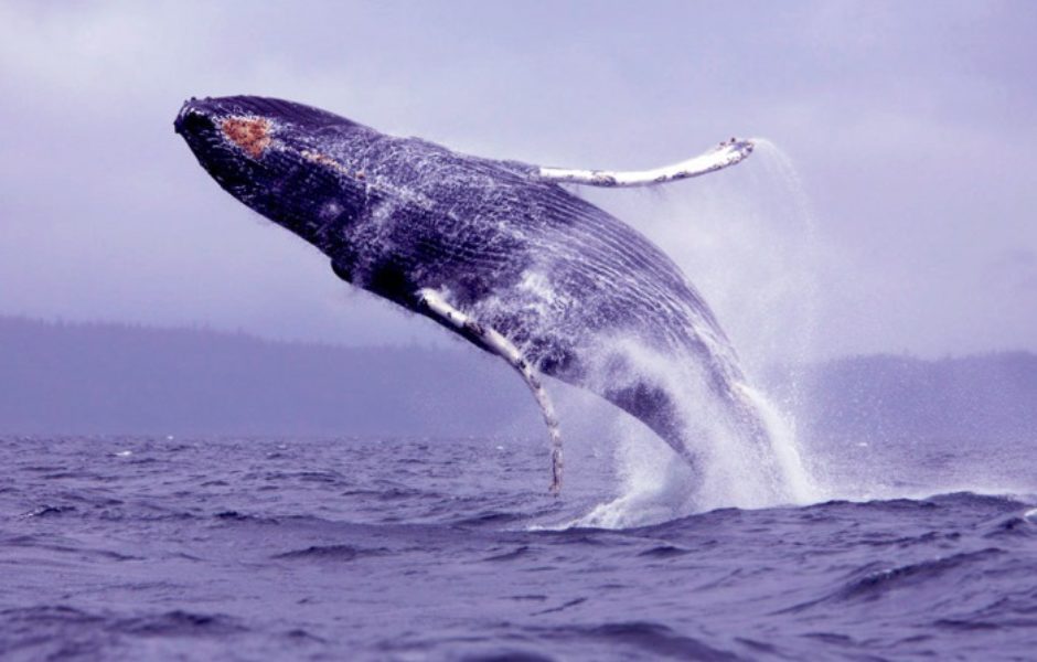 VIP экскурсия на китов в Канаде