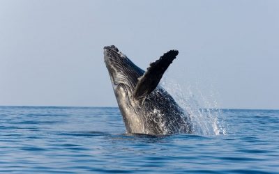 Лучшие туры на китов в Канаде