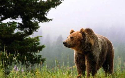 Медвежьи места в Канаде