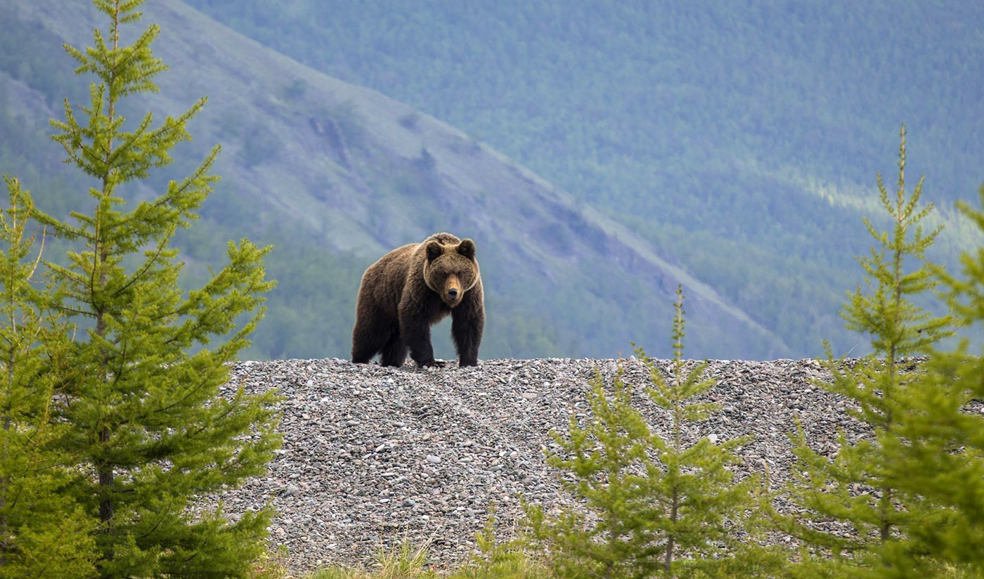 Медвежьи места в Канаде