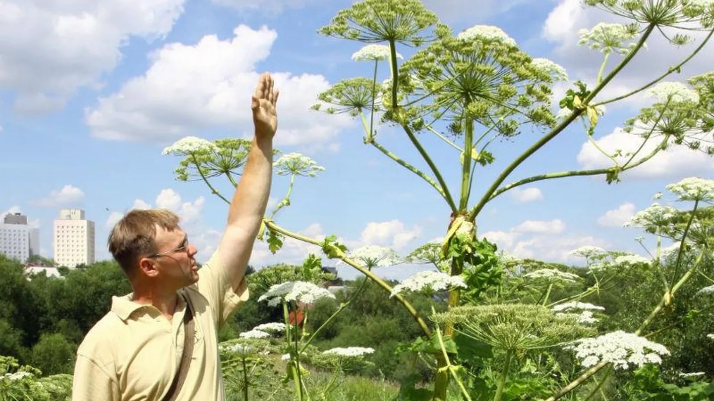 Ядовитые растения Канады