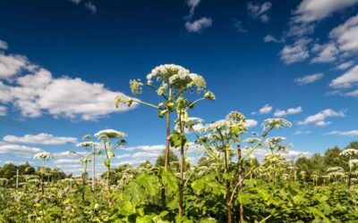 Ядовитые растения Канады