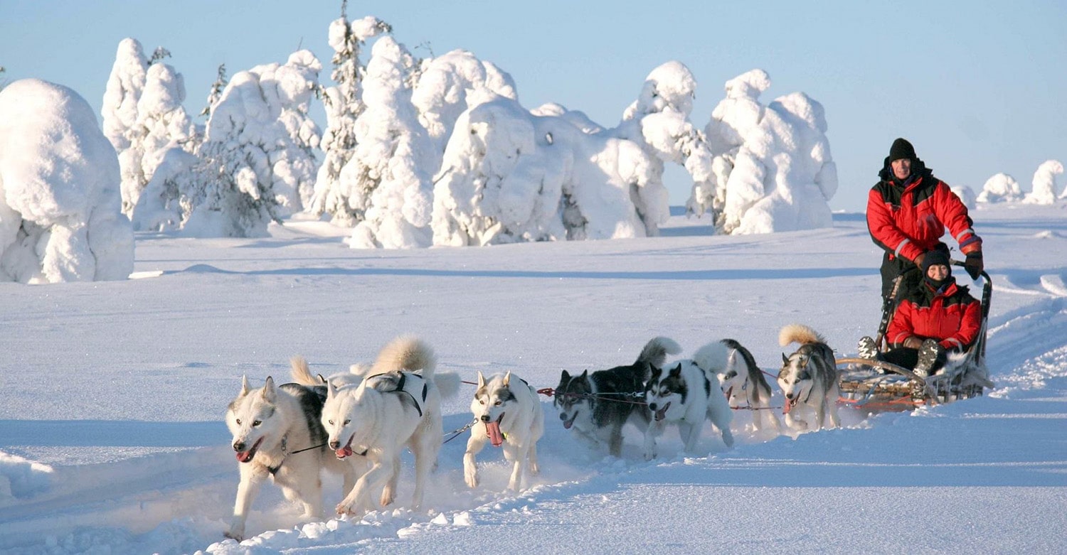 Экскурсии на собачьих упряжках в Канаде
